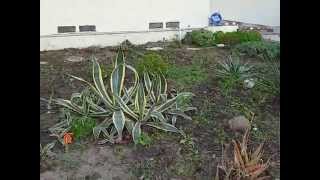 Pretty or Ugly Ways to Deal with the Drought
