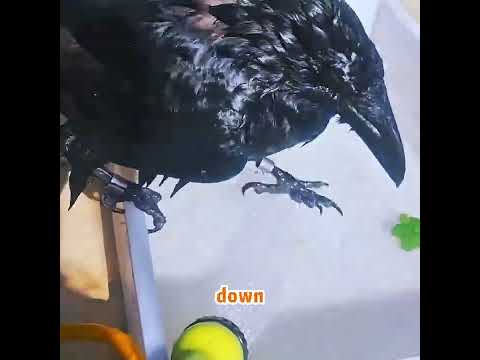 The Dog Barked at Him and the Crow Immediately Fought Back 🐦🔥#funny #shorts