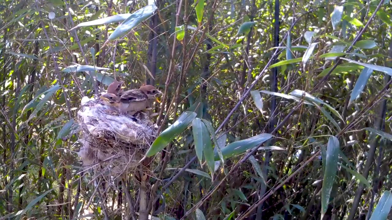 떼까치 유튜브 썸네일