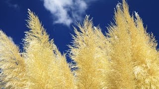 To Sleep by William Wordsworth