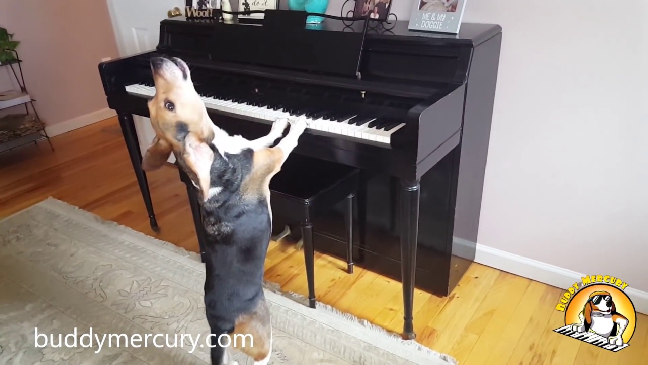 <h1 class=title>Buddy Mercury is the INCREDIBLE Singing Piano Dog!!! - AMAZING Compilation</h1>