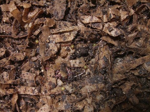 May 30, 2019 New Worm Bin