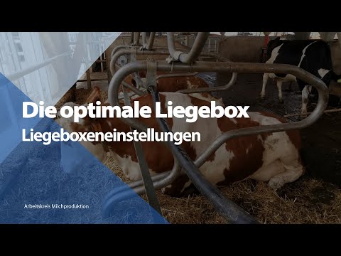 Die optimale Liegebox - Liegeboxeneinstellungen