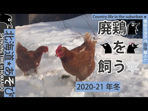 , title : '廃鶏（ニワトリ）を飼う 2020-21冬編'