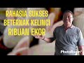 RAHASIA SUKSES BETERNAK KELINCI RIBUAN EKOR