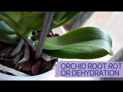 ORCHID DEHYDRATION OR ROOT ROT. Save Dehydrated Orchid. Orchid Dehydration What To Do.