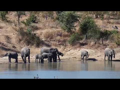 Djuma: Group of eight Elephants getting a drink-Hippo wakes up - 12:58 - 06/14/20