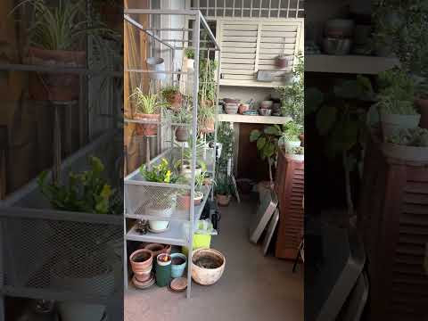 南向きのベランダに植える植物はどれ？太陽を愛する必須の6種  庭園