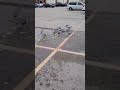The Parking Lot Buffet Seagulls Shorts