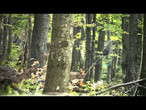 The Wolf Mountains Trailers