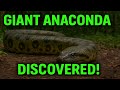 Unveiling The Giant The World S Biggest Anaconda Found In Amazon