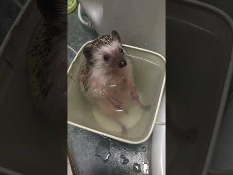 , title : 'Adorable Hedgehog Takes a Bath! #Shorts #Hedgehog'