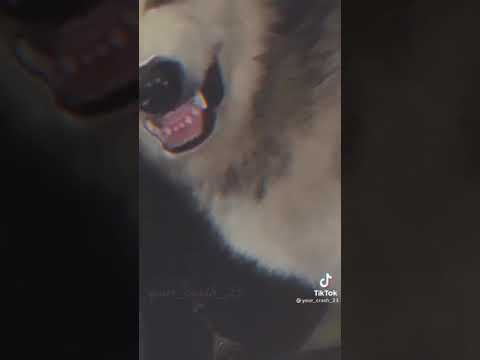 Breed's Dog Lovers in Tunisia  #husky #huskylove #huskysiberian