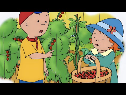 Cultiver des baies dans le jardin | Caillou en Français