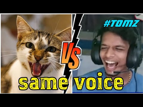 same sound tomz and cat | perfect gaming Machan | Appuzone yt