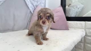 ハーフ犬の動画01