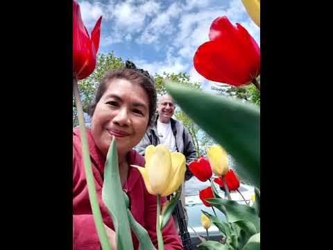 Niagara On the Lake..Beautiful Tulips🌷