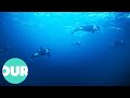 How Killer Whales Hunt Down And Kill A Blue Whale Our World