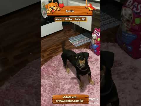 Vídeo de Apollo