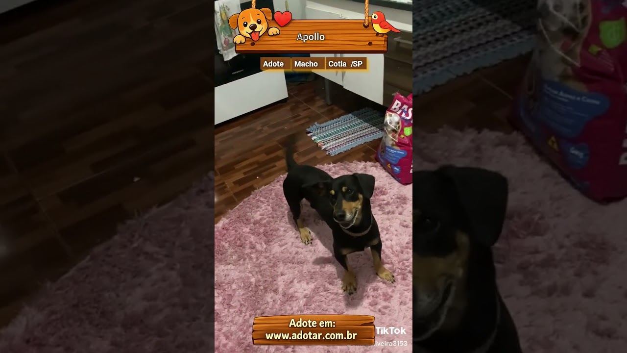 Cachorro raça SRD-ViraLata idade 4 anos nome Apollo