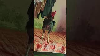 like and subscribe video