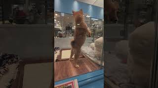 predatory pet loans in japan