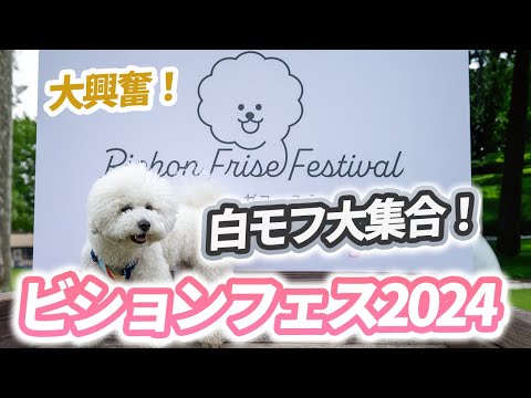 ビションフリーゼ