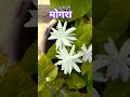 वाटेवरी मोगरा Trending Morning Ytshorts Shorts Reels Love Mogra Video Viralv