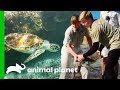 Releasing Sea Turtles On The Great Barrier Reef Crikey It S The Irwins