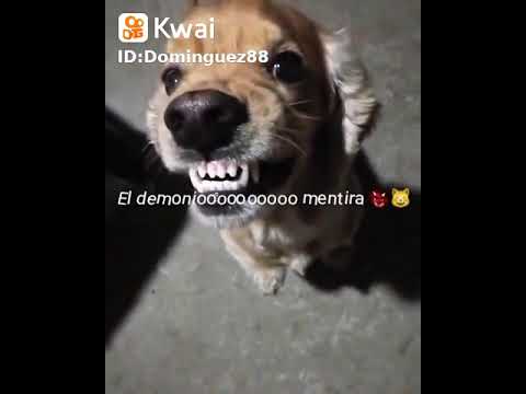 cuando tu perrito tiene el demoniooooo 🤣🤣🤣🤣