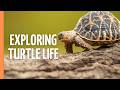 The Incredible World Of Turtles Secrets Of Ancient Survivors Full Documentary