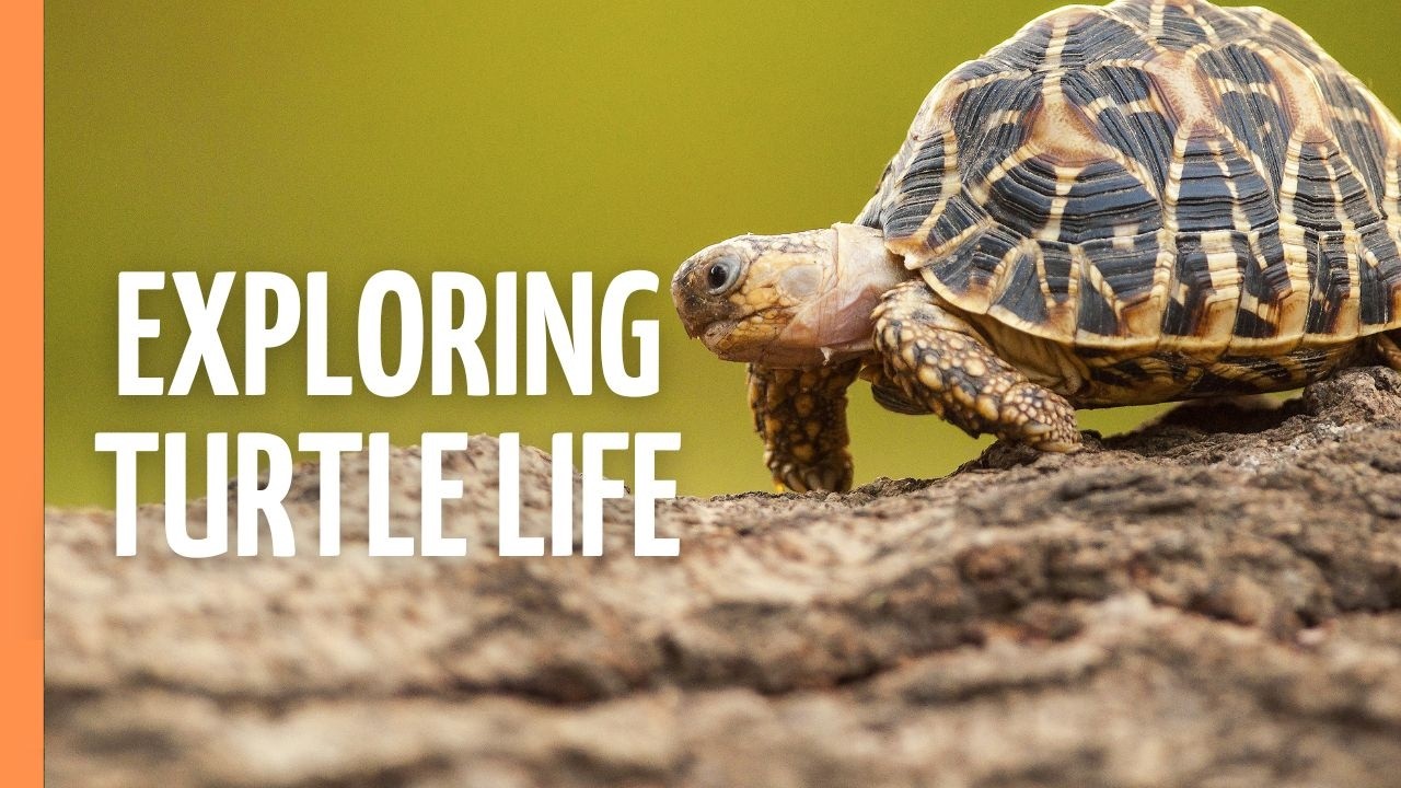 The Incredible World of Turtles - Secrets of Ancient Survivors | Full Episode