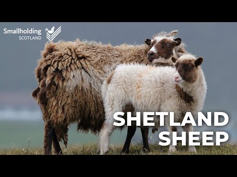 , title : 'Shetland Sheep - Livestock showcase - Scottish Smallholder Festival 2020'
