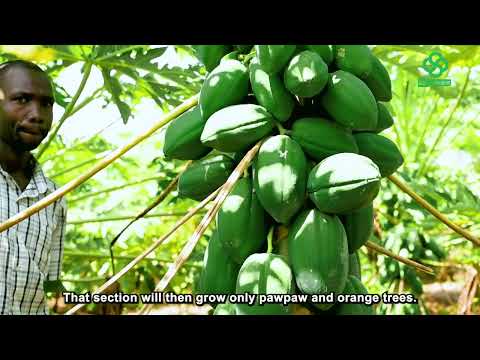Kerio Valley Organic Pawpaw Farm Thrives in Arid Kenya