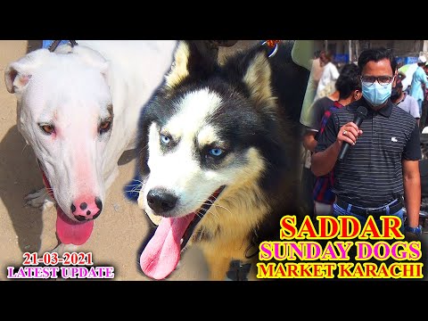 Saddar Dogs Market Karachi 21-3-2021 Rare and Local Dogs Breeds at Dogs Market