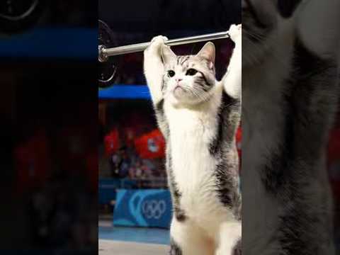 manikccmincharge#foryou #cat