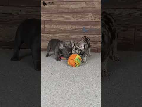 Video 2