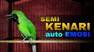 Download lagu CUCAK IJO GACOR JAMTROK ISIAN KENARI UNTUK MENAIKAN EMOSI mp3