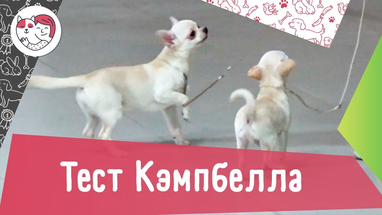 Тест Кэмпбелла
