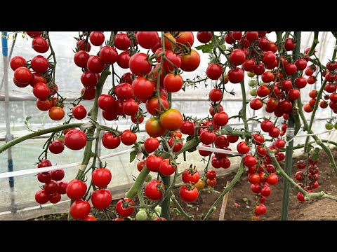 トマトのコーヒー粉の量はどれくらいですか?収穫量を向上させる最適な肥料  庭園