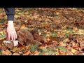 Miniature Poodle dogs for sale: Stitch - Video 1