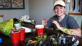 Selling Vegetable Seedlings (Plant Sale Update Vlog)