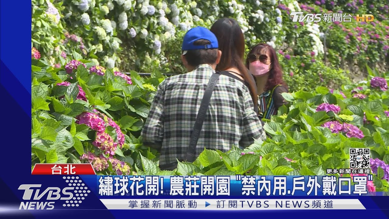繡球花開! 農莊開園「禁內用、戶外戴口罩」