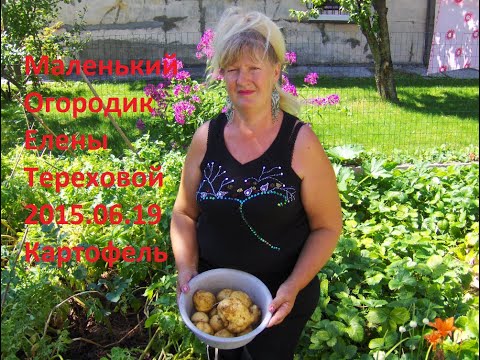 Маленький Огородик Елены Тереховой - 2015.06.19 Картофель