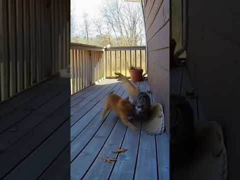 Mother Cat Fights Off Three Birds of Prey — Full Compilation (Security Footage) 🐈🦅🦉
