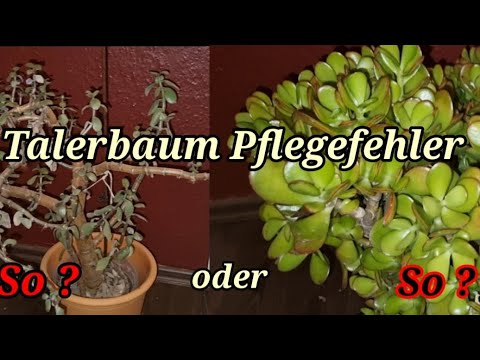 Pflegefehler Talerbaum Geldbaum, Pflanzen leiden.