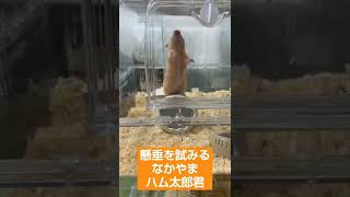 なかやまハム太郎君