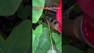 Download lagu king cobra #venomouscobra #kingcobra #wildliferescue #kingsnake #snake #cobrasnake #animals mp3 Download lagu king cobra #venomouscobra #kingcobra #wildliferescue #kingsnake #snake #cobrasnake #animals mp3