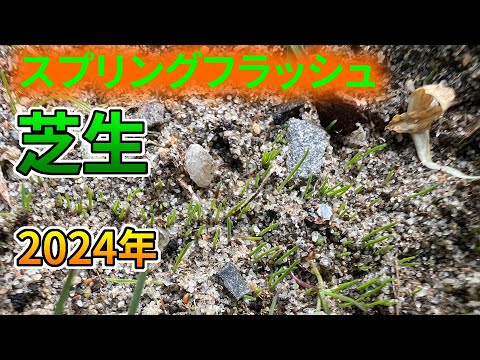 園芸 ベントグラス