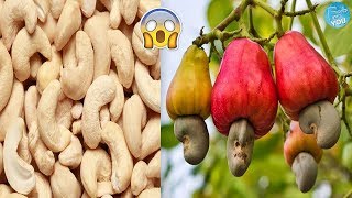 Stunning Photos That Prove You Have No Idea How Food Grows